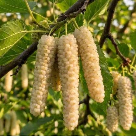 Pakistan White Mulberry Tree