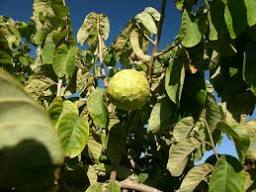Cherimoya Tree