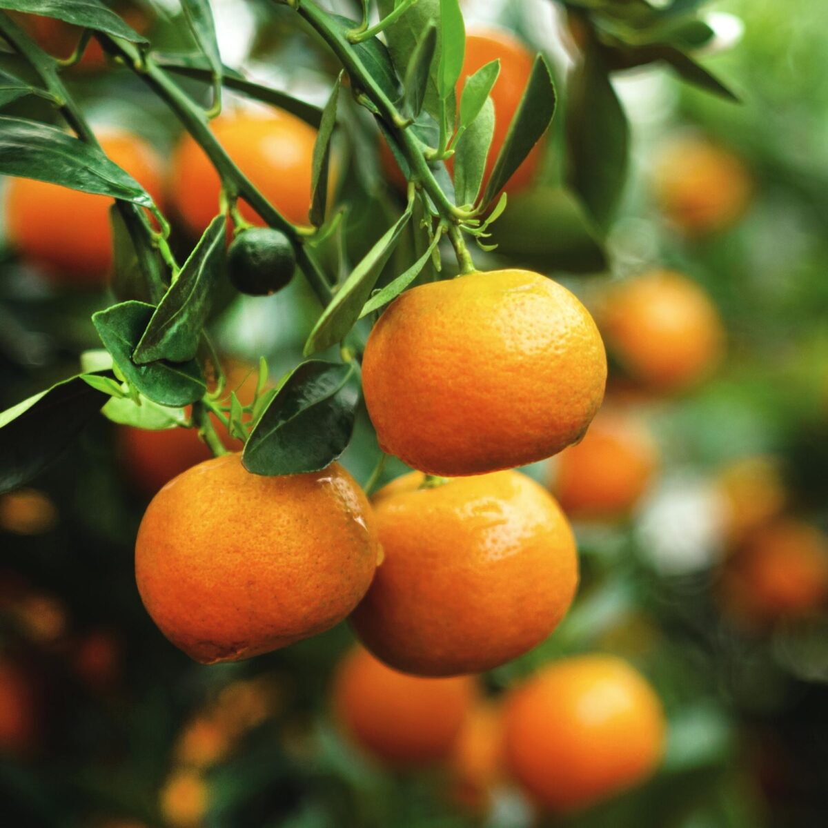 Clementine Mandarin Tree
