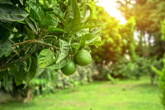 Mexican Key Lime Tree