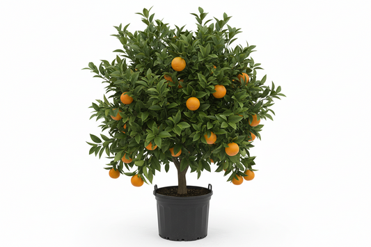 Midknight Valencia Orange Tree — 5 Gallon