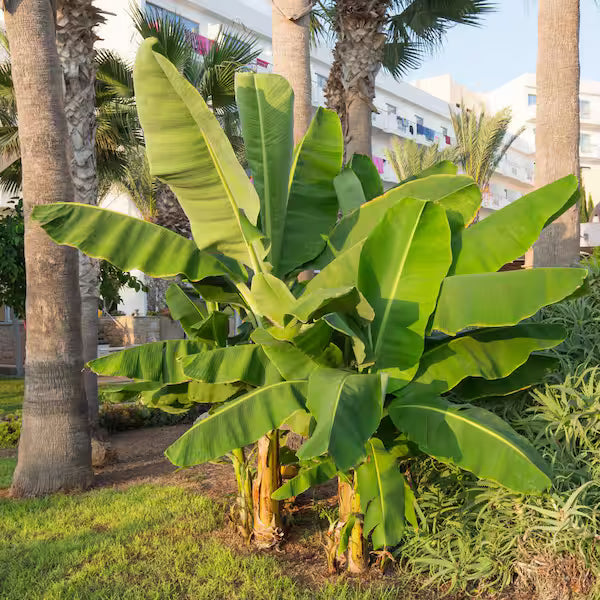 Dwarf Cavendish Banana Tree