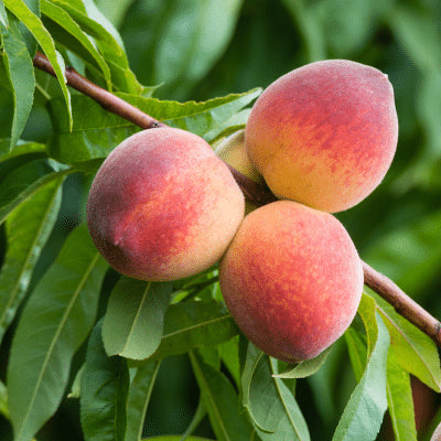 August Pride Peach Tree