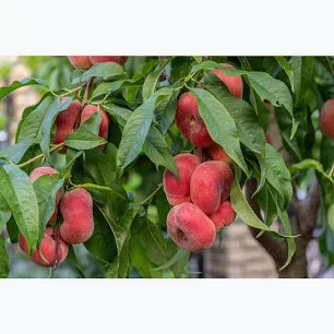 Donut (Saturn) Peach Tree