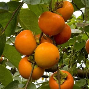 Fuyu Persimmon Tree