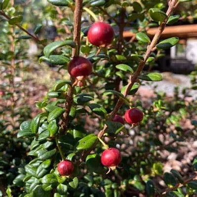 Strawberry Guava Tree