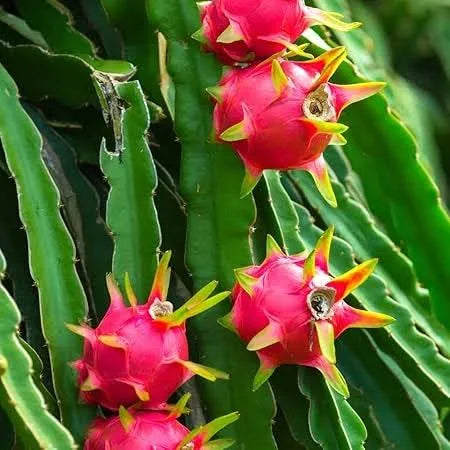 Red Dragon Fruit Vine