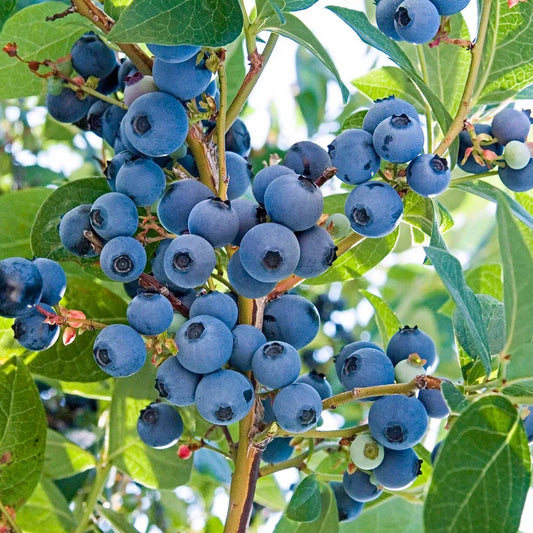 Blueberry Plant