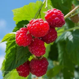 Baba Red Raspberry Plant