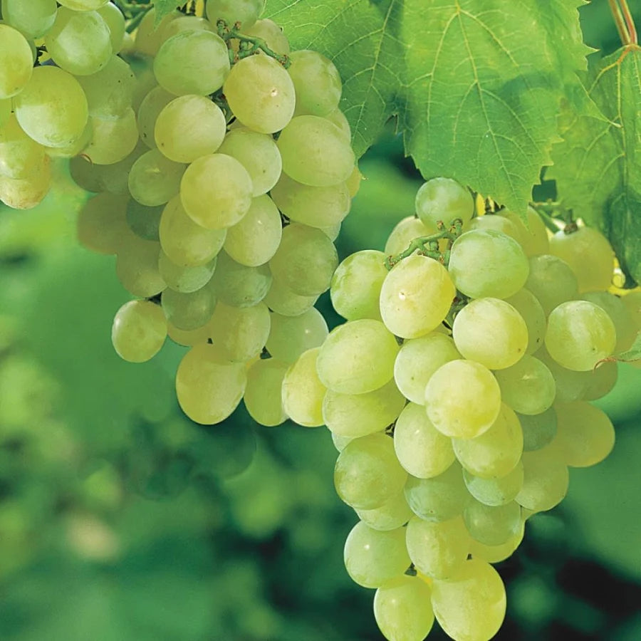 Thompson Seedless Grapevine