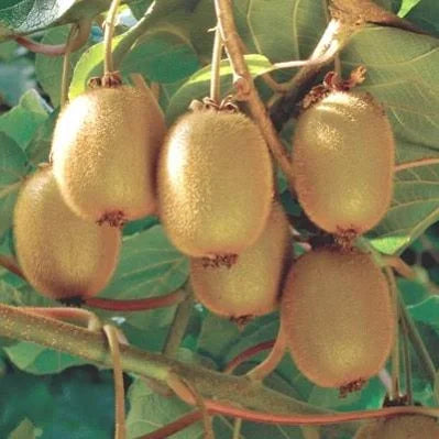 Hayward Kiwi Vine