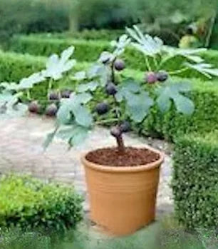 Dwarf Fignomenal Fig Tree