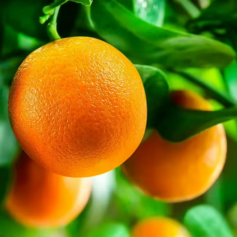 Washington Navel Orange Tree